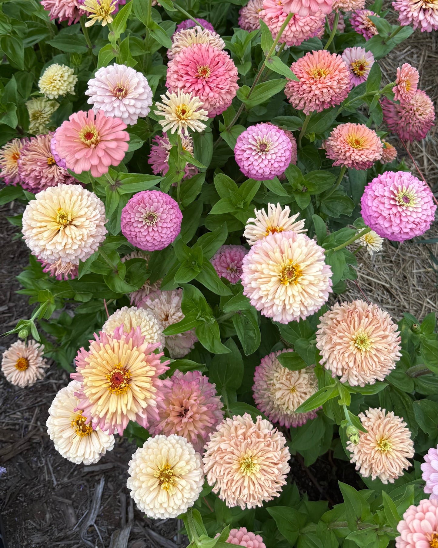 Windfall Breeder's Magic