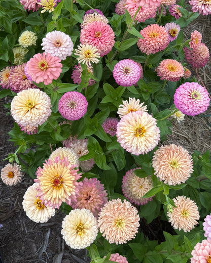 Windfall Breeder's Magic