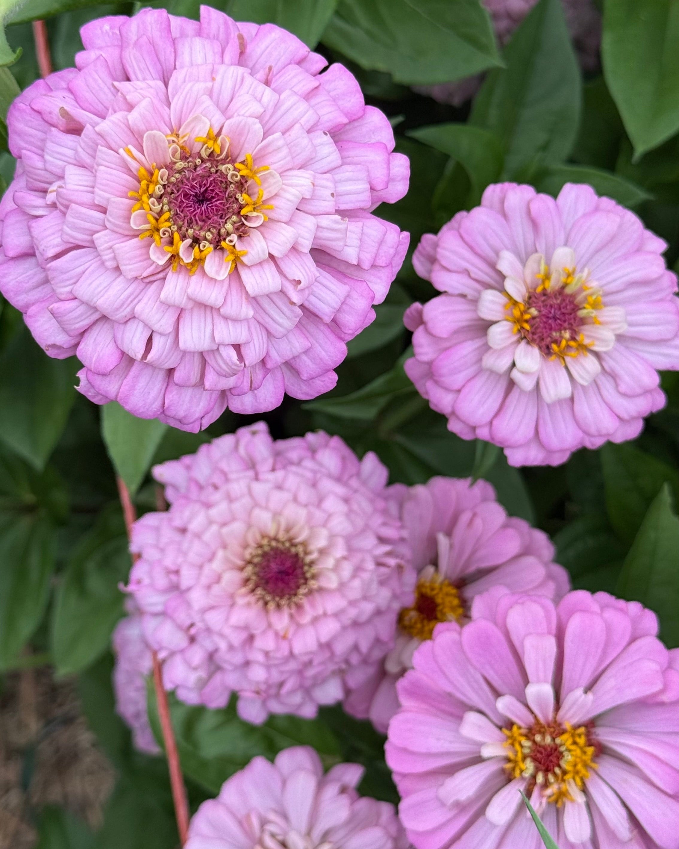 Flower Swizzle Cherry & Ivory Zinnias | Compact & Colorful
