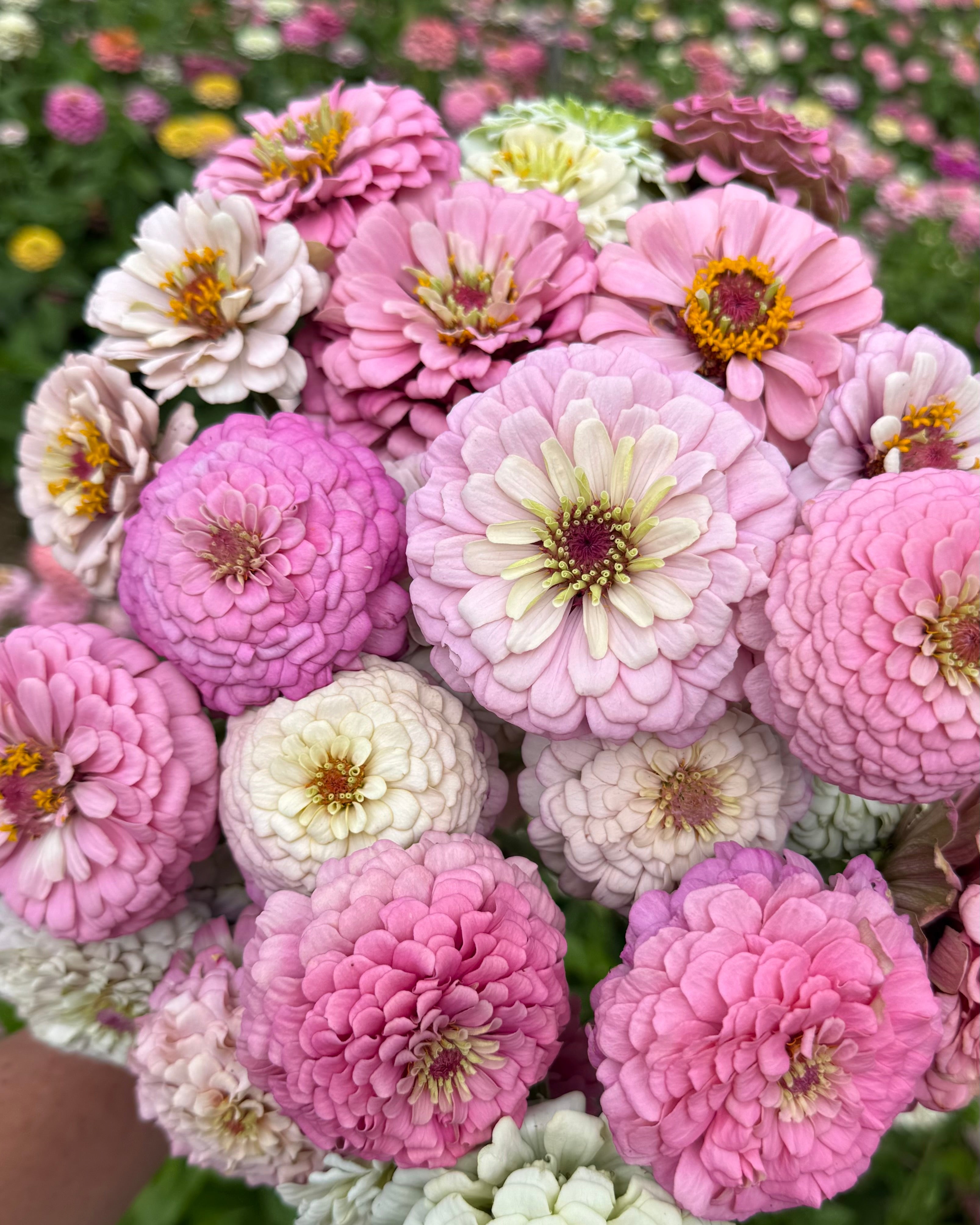 flowerflower 様　確認用 Windfall Hope – Windfall Flowers