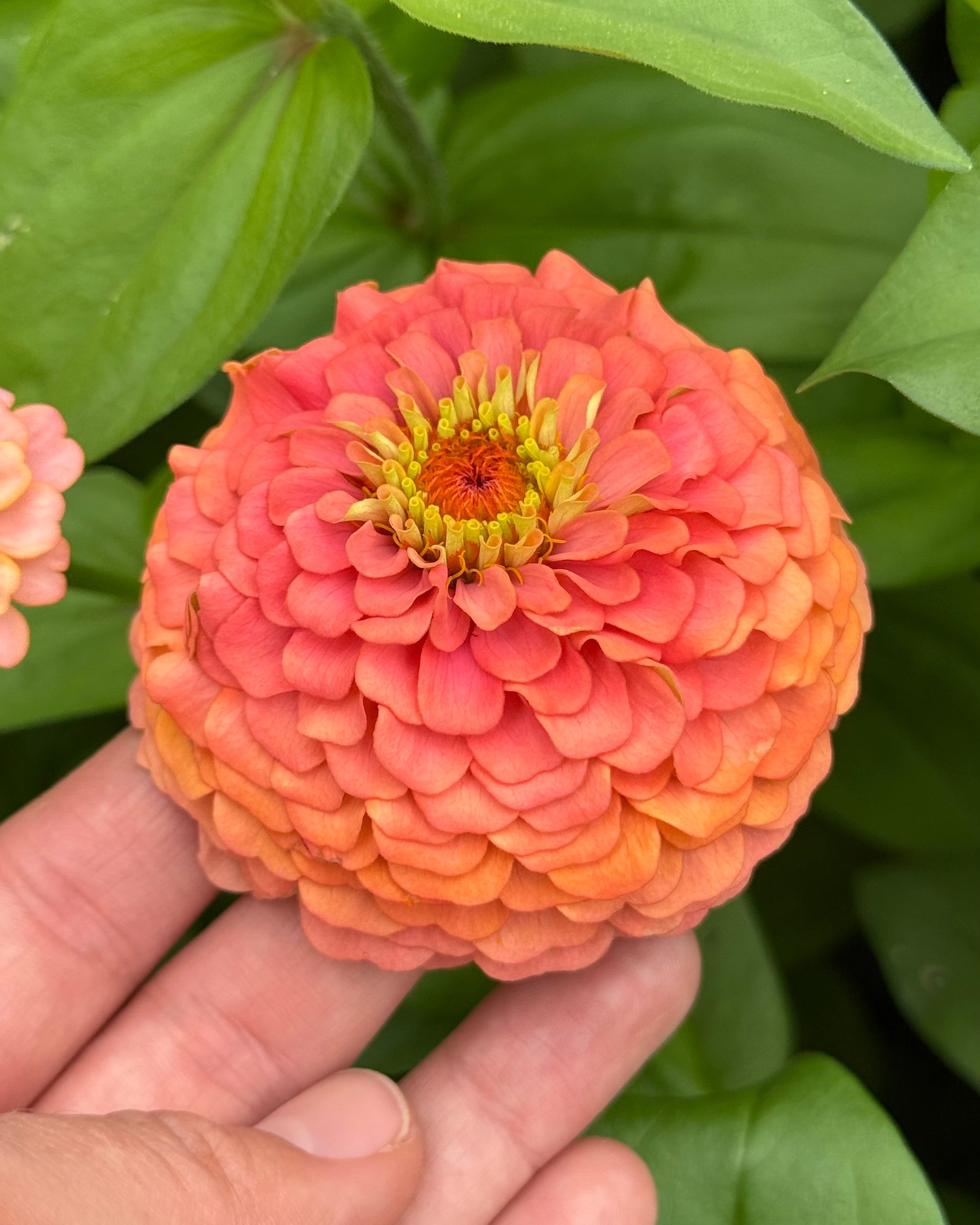 バルーンブーケ(2) Windfall Peach – Windfall Flowers
