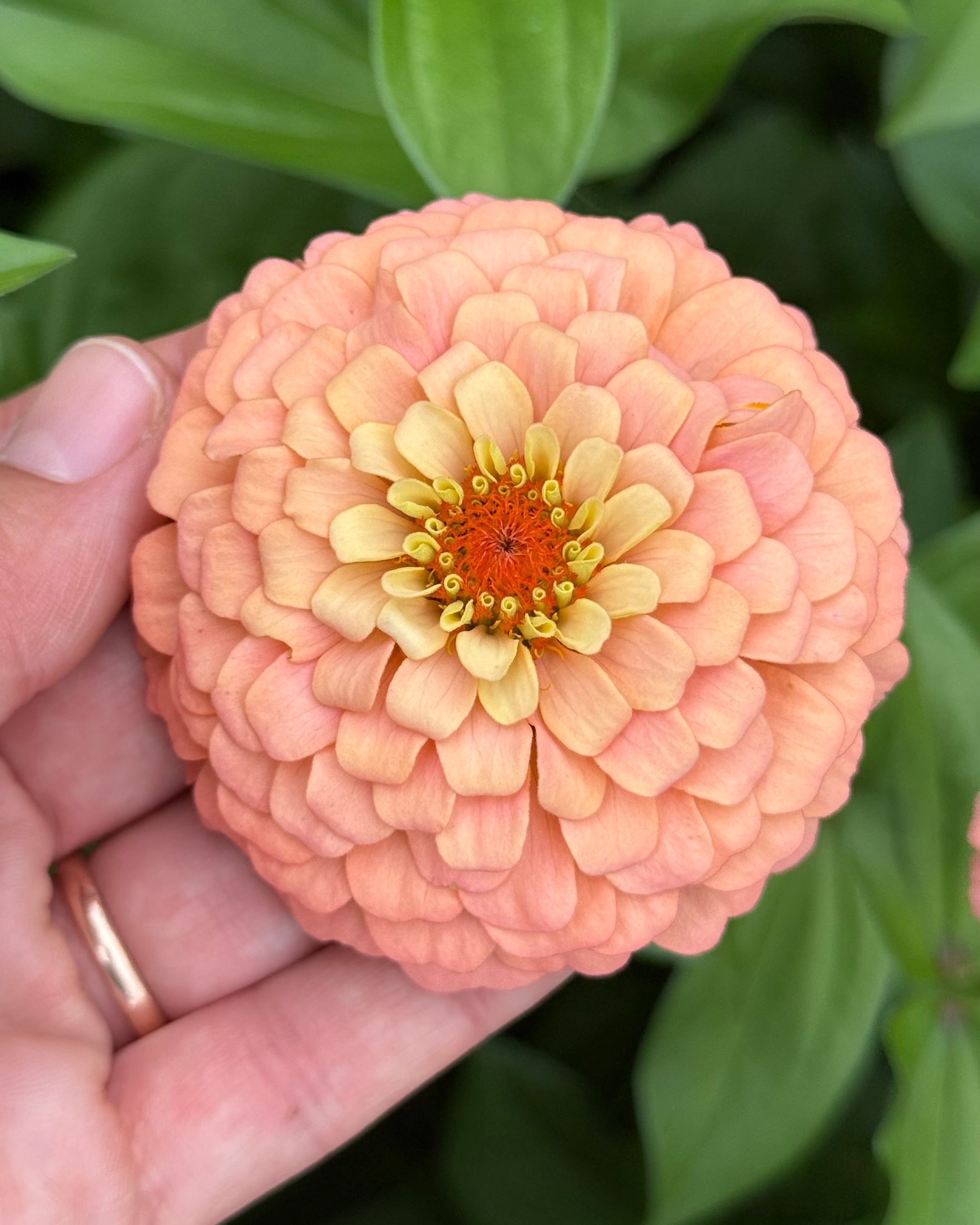 Windfall Peach – Windfall Flowers