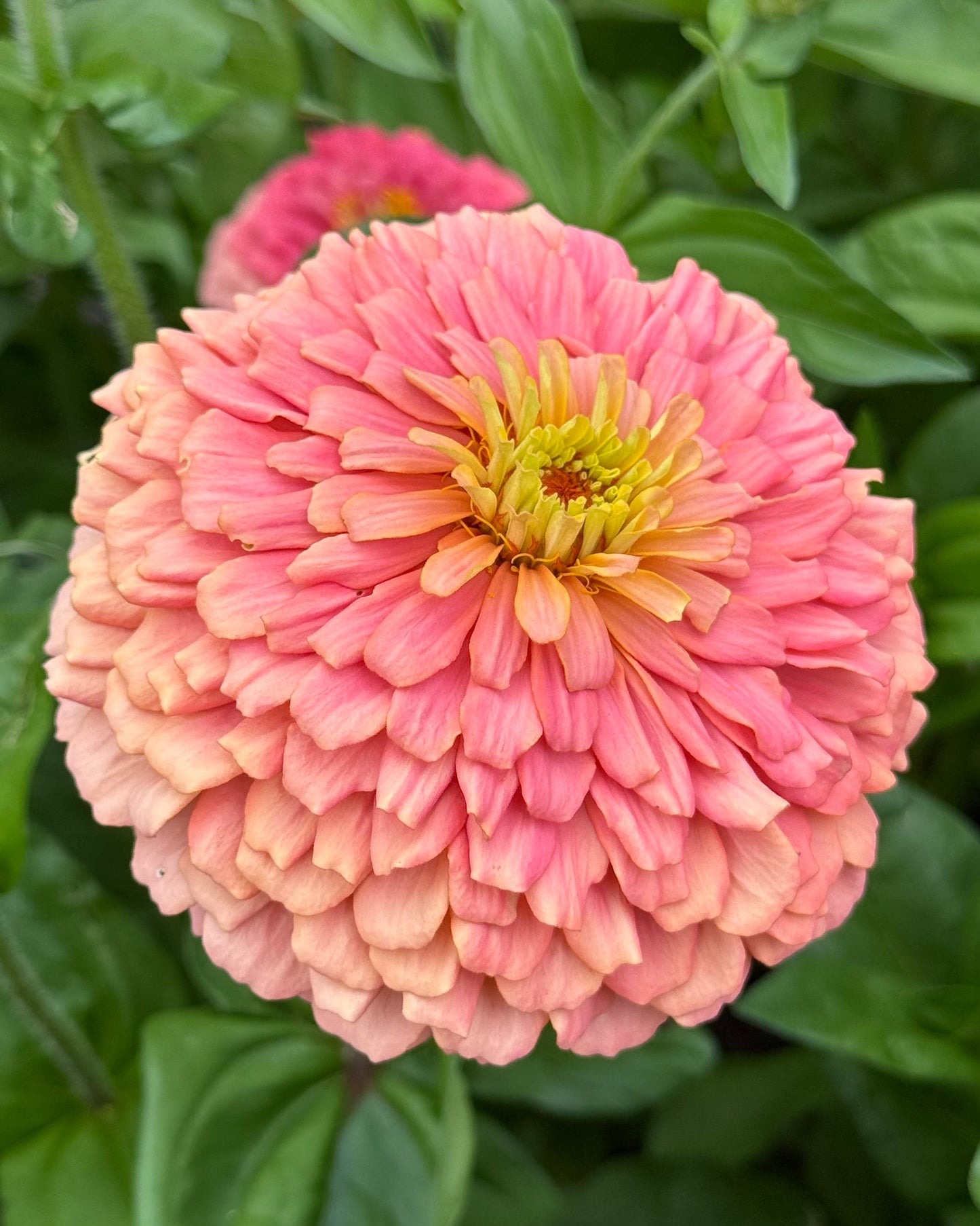 Pink zinnia flower with green leaves in the background
