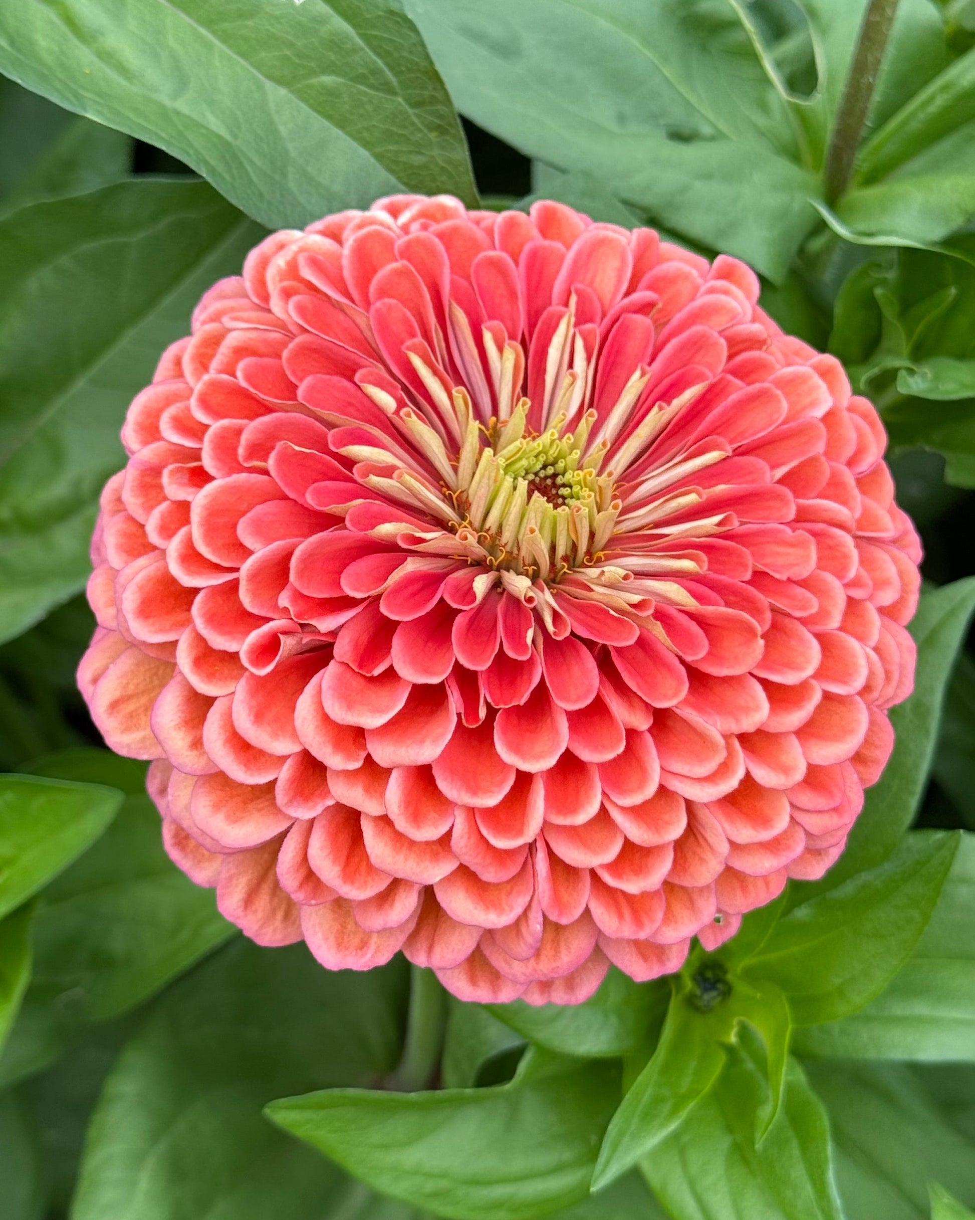Peach-colored flower with green leaves in the background