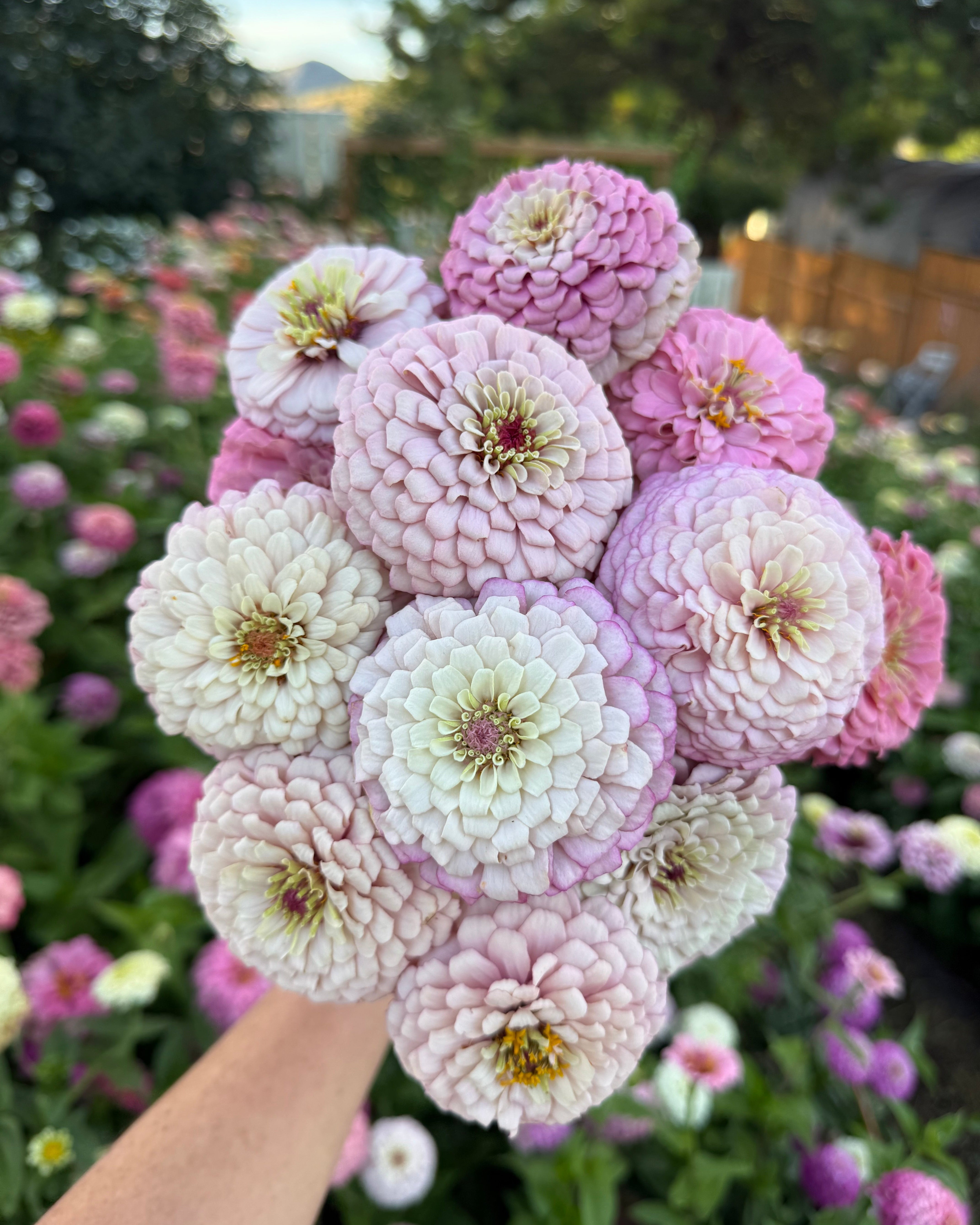 Windfall Hope – Windfall Flowers