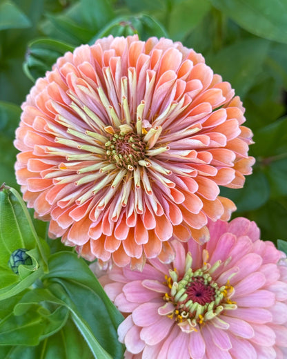 Windfall Breeder's Magic