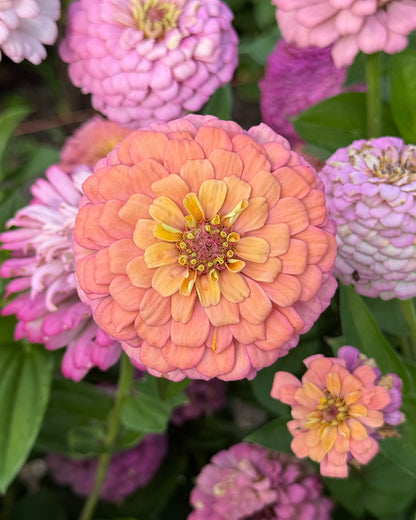 Windfall Breeder's Magic