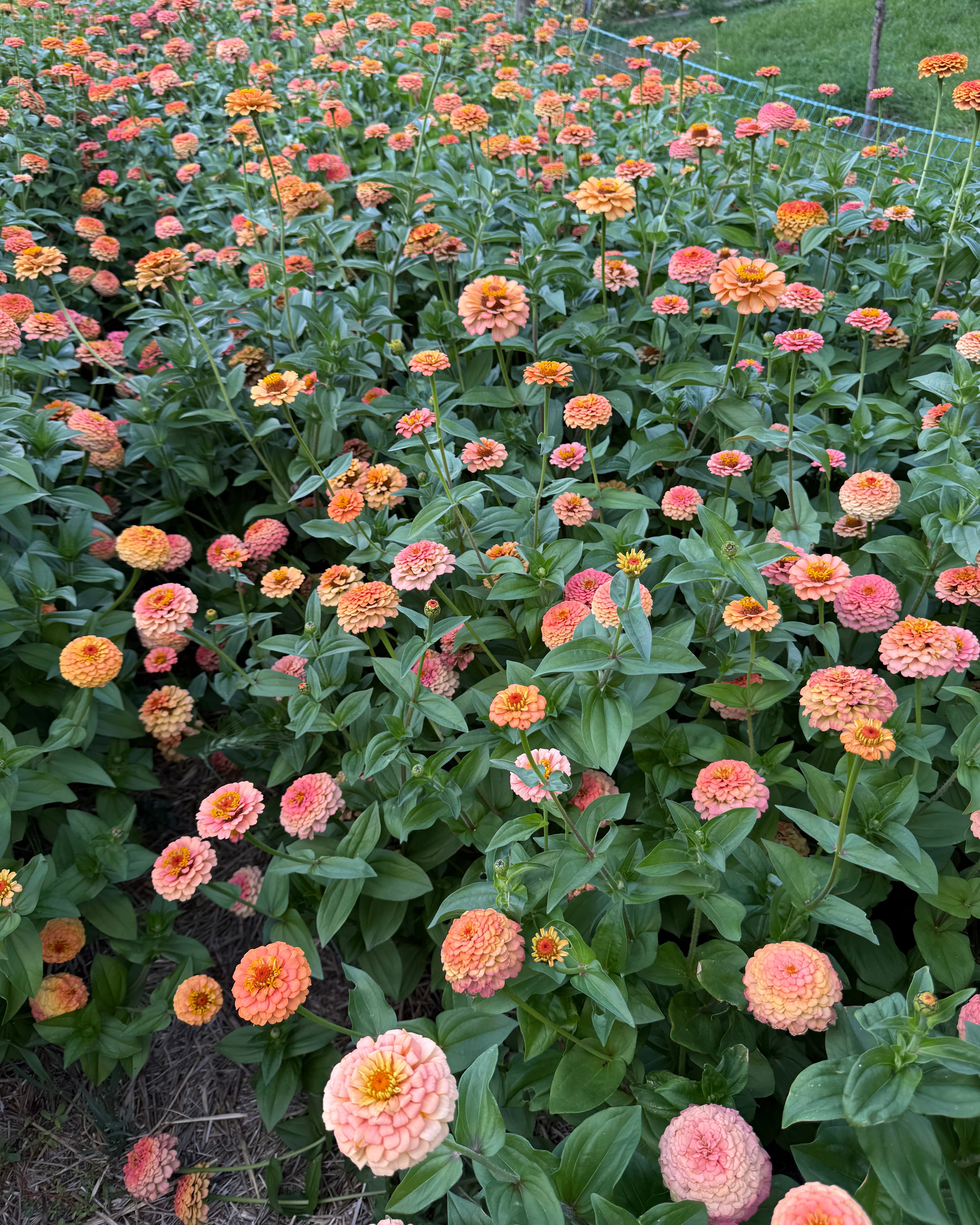 Windfall Peach – Windfall Flowers