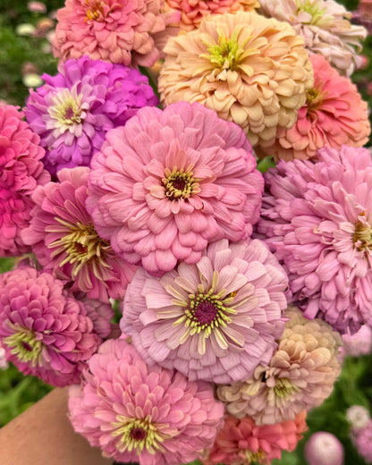 Windfall Second Chance