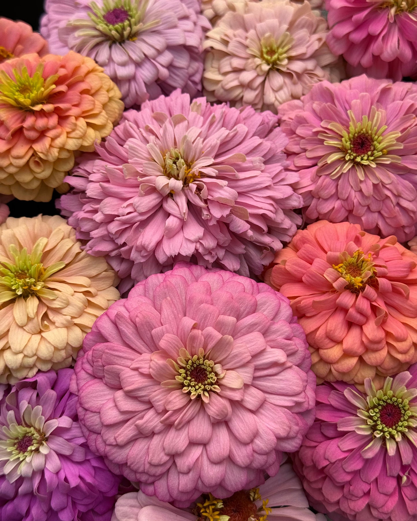 Windfall Second Chance