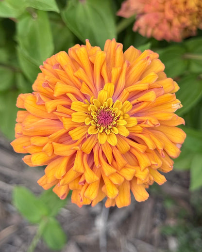 Windfall Breeder's Magic