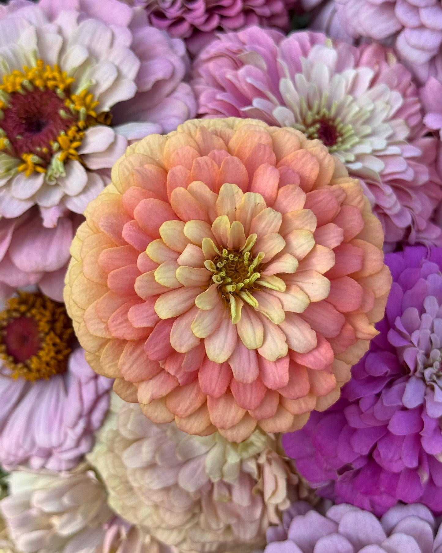 Windfall Second Chance