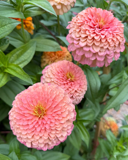 Windfall Breeder's Magic