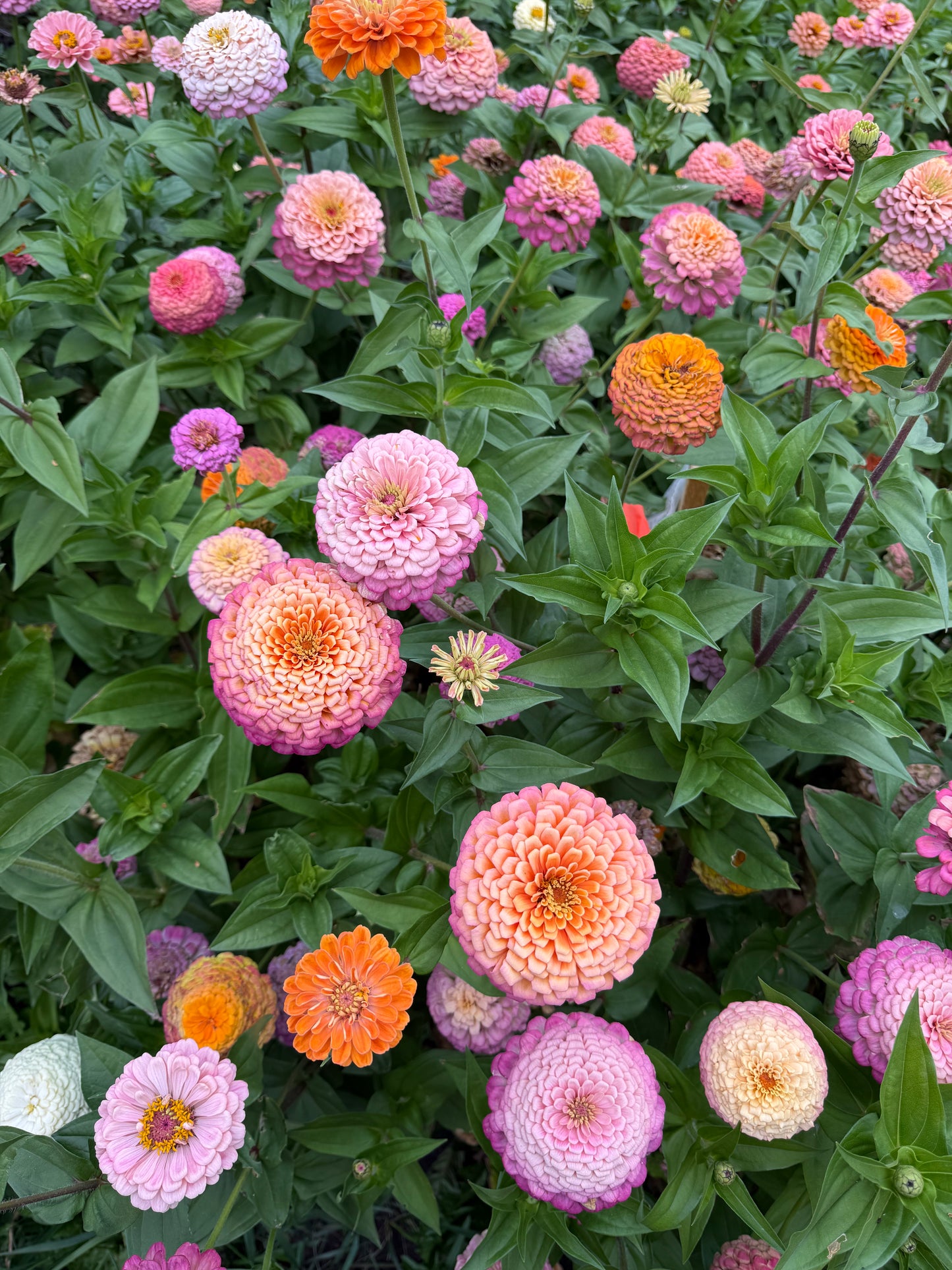 Windfall Breeder's Magic