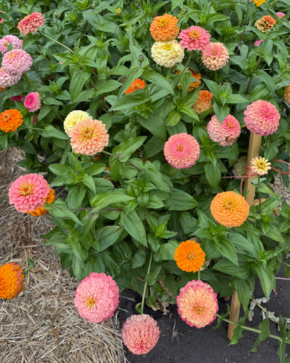 Windfall Breeder's Magic