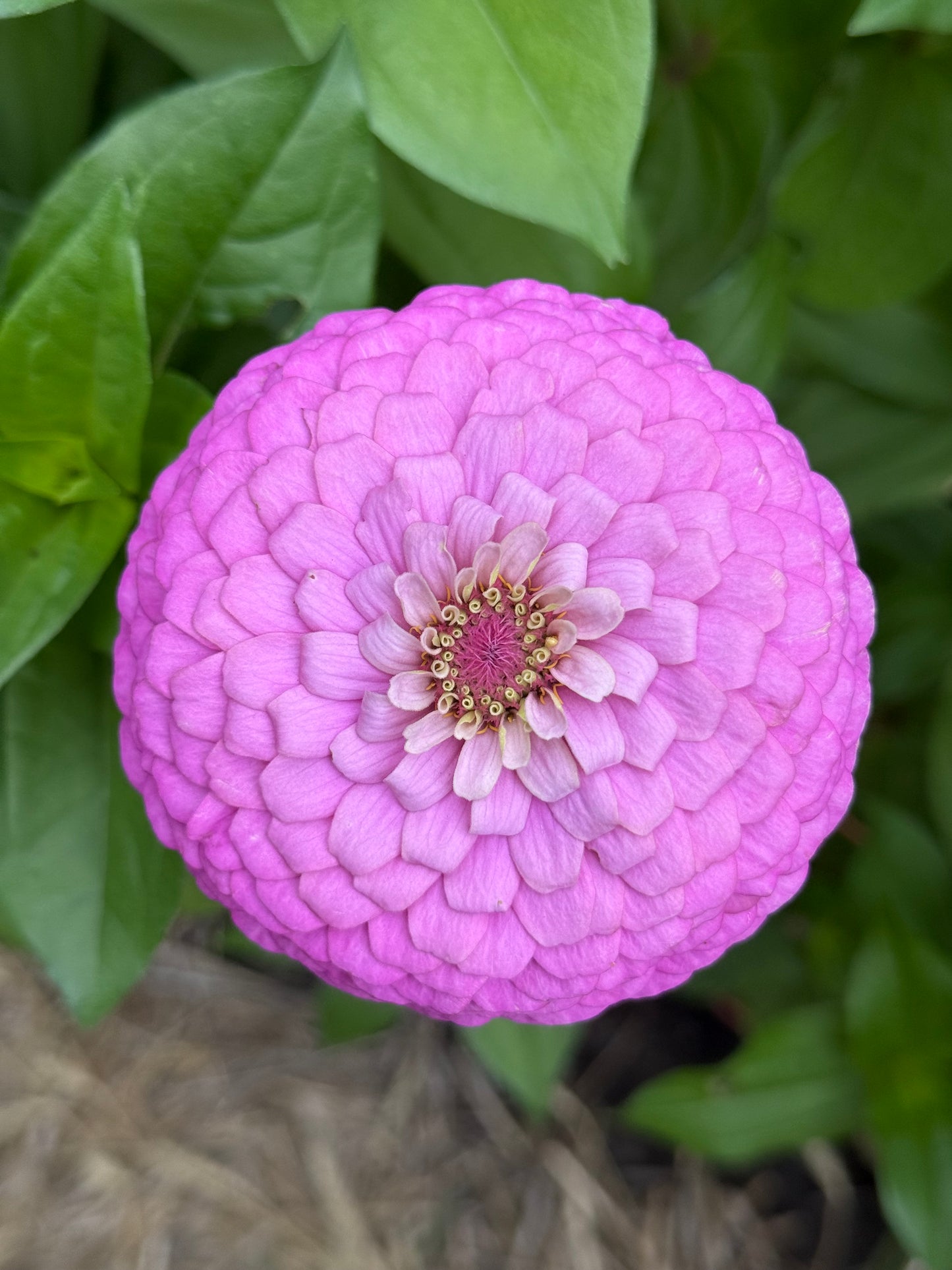 Windfall Breeder's Magic