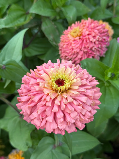 Windfall Breeder's Magic