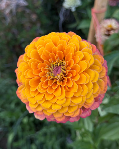 Windfall Breeder's Magic