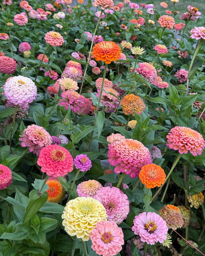 Windfall Breeder's Magic