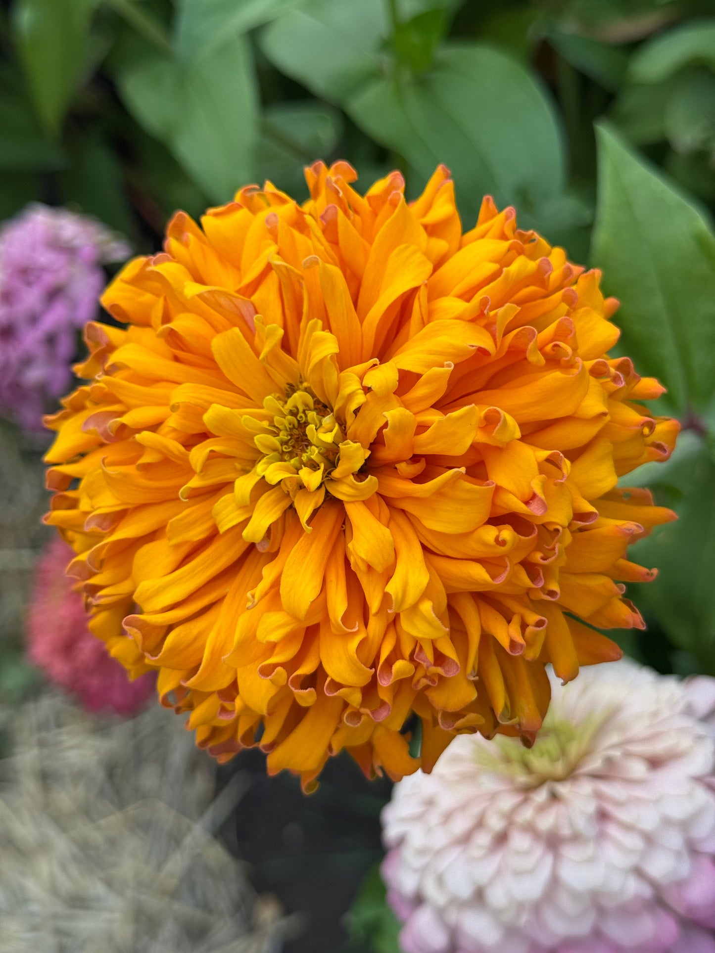 Windfall Breeder's Magic