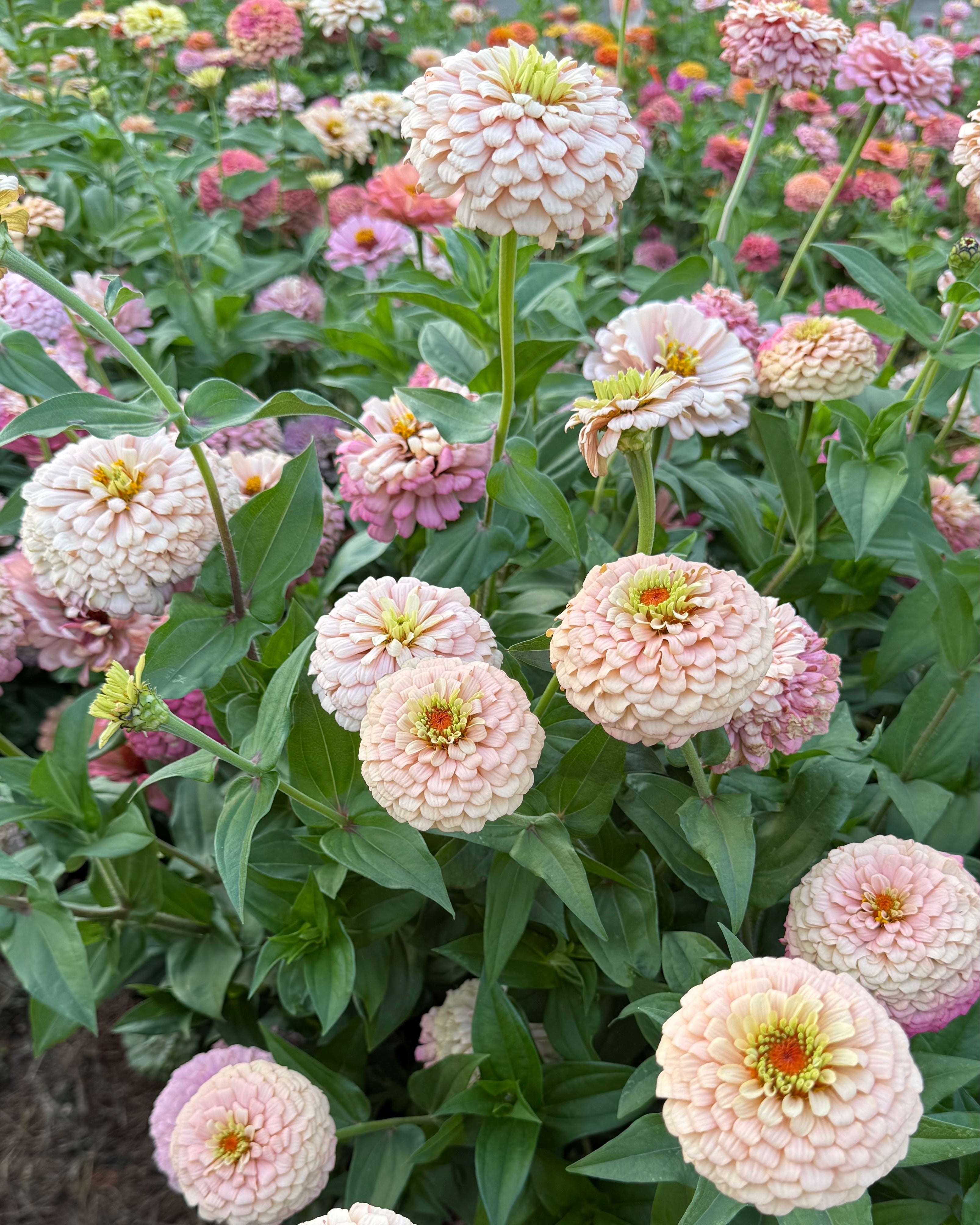 Windfall Peace – Windfall Flowers