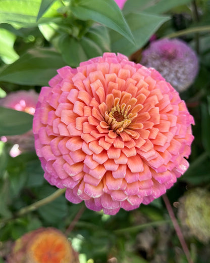 Windfall Breeder's Magic