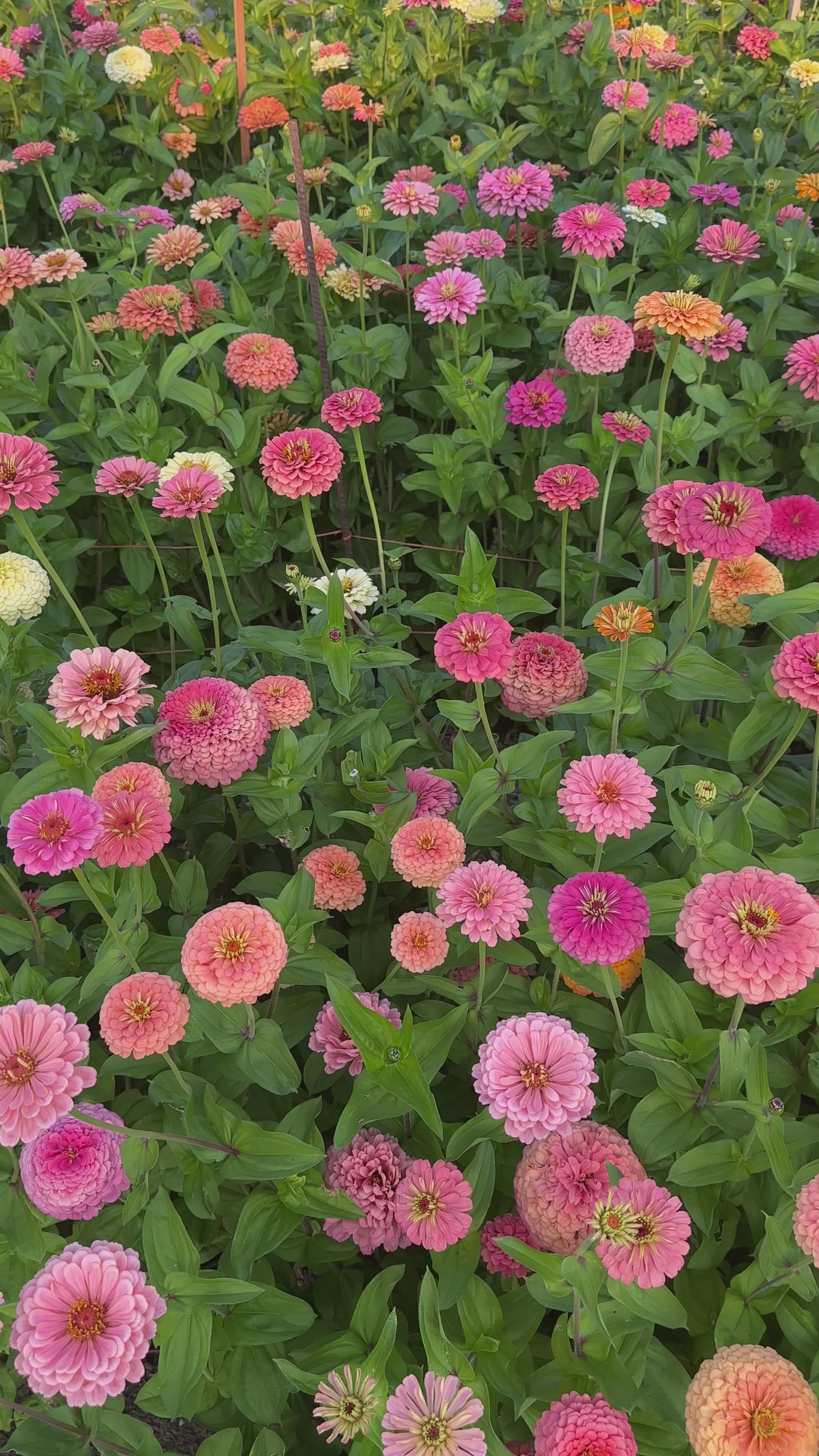 Zinnia Blend - Joy (25 seeds) – Windfall Flowers