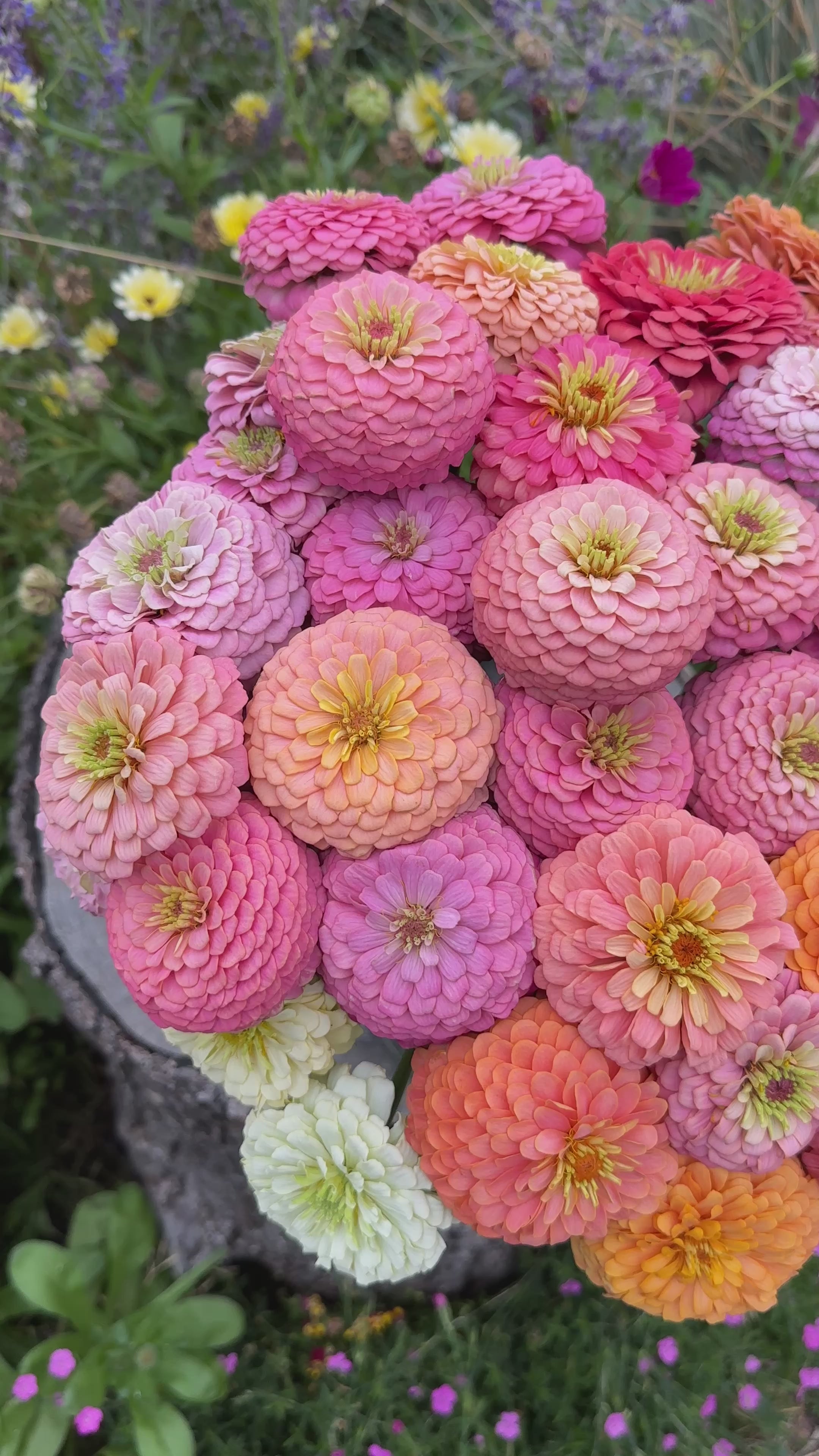 ステラ・ルー - flower  Zinnia Blend - Joy (25 seeds) – Windfall Flowers