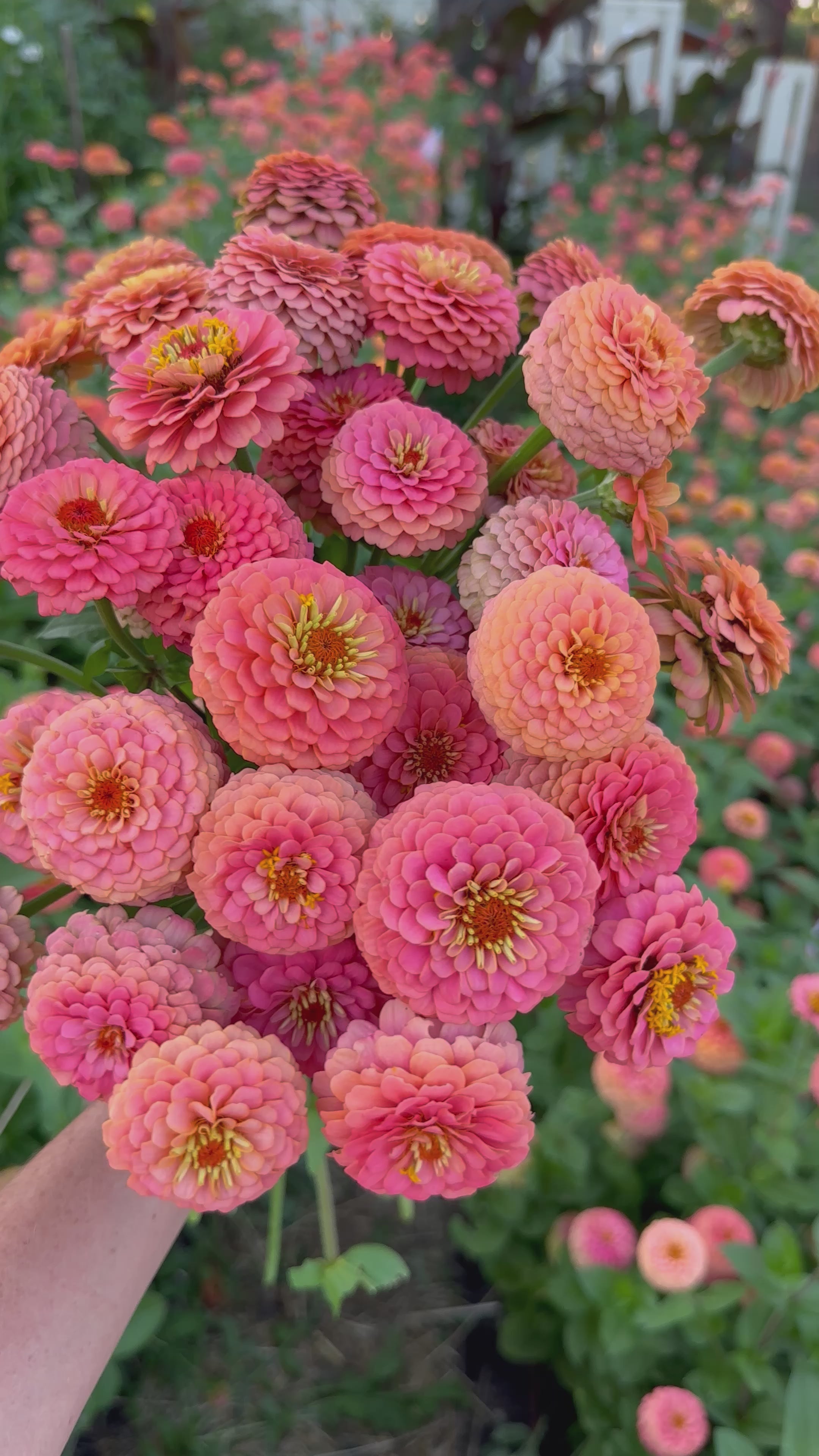 Windfall Peach – Windfall Flowers